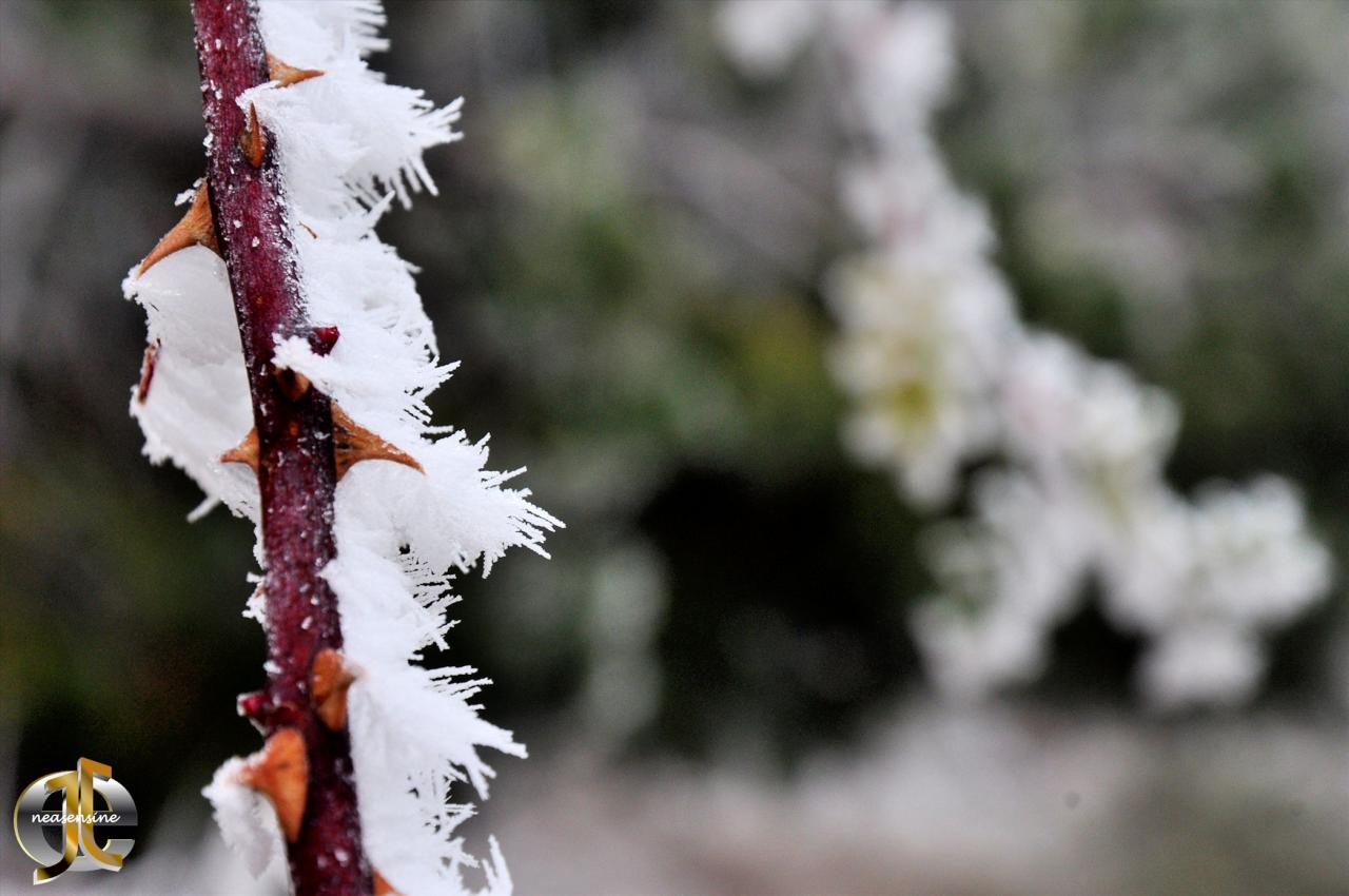 Givre piquant