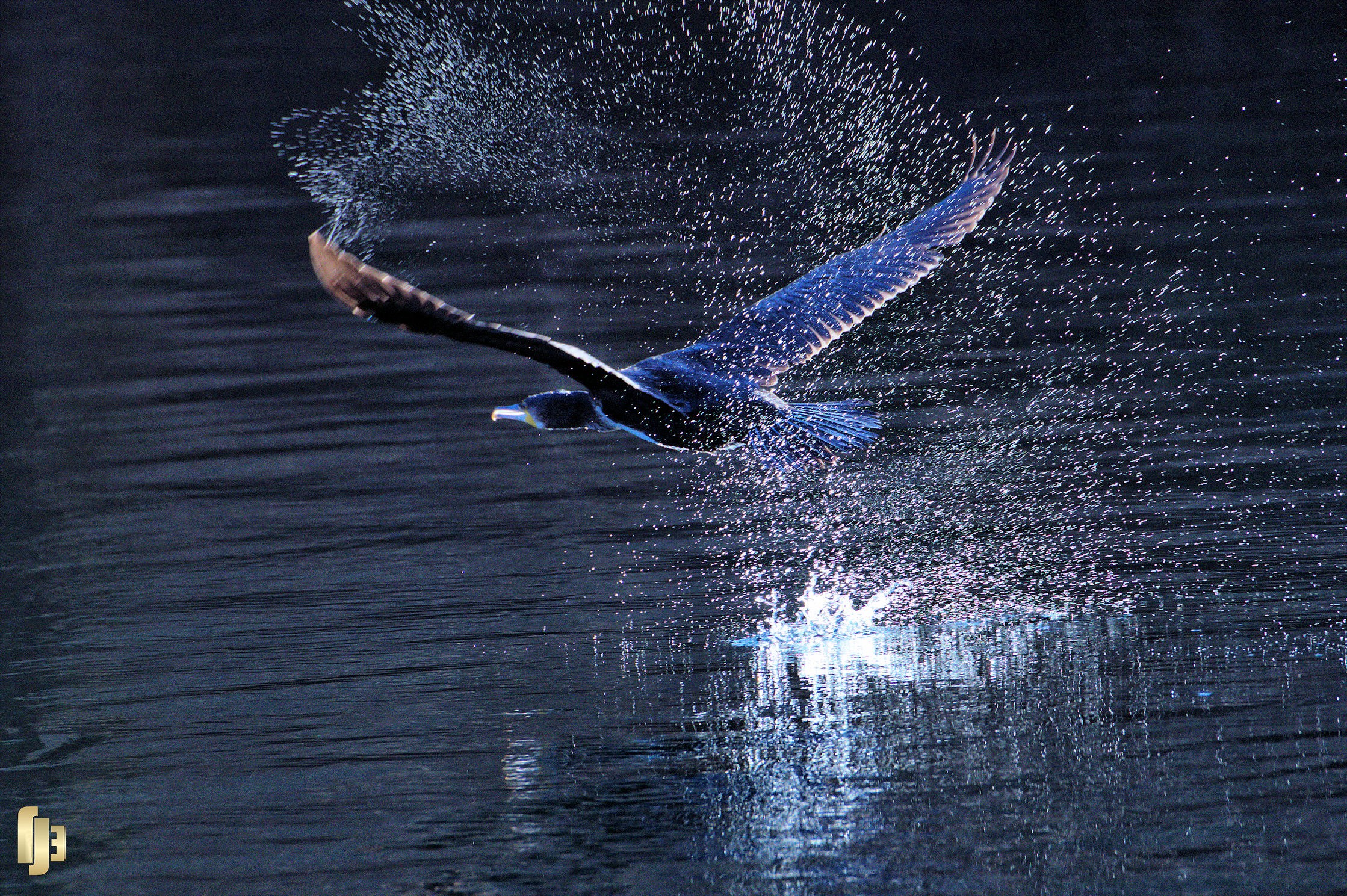 La douche du Grand-Cormoran - art.250167